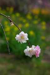 バックは菜の花