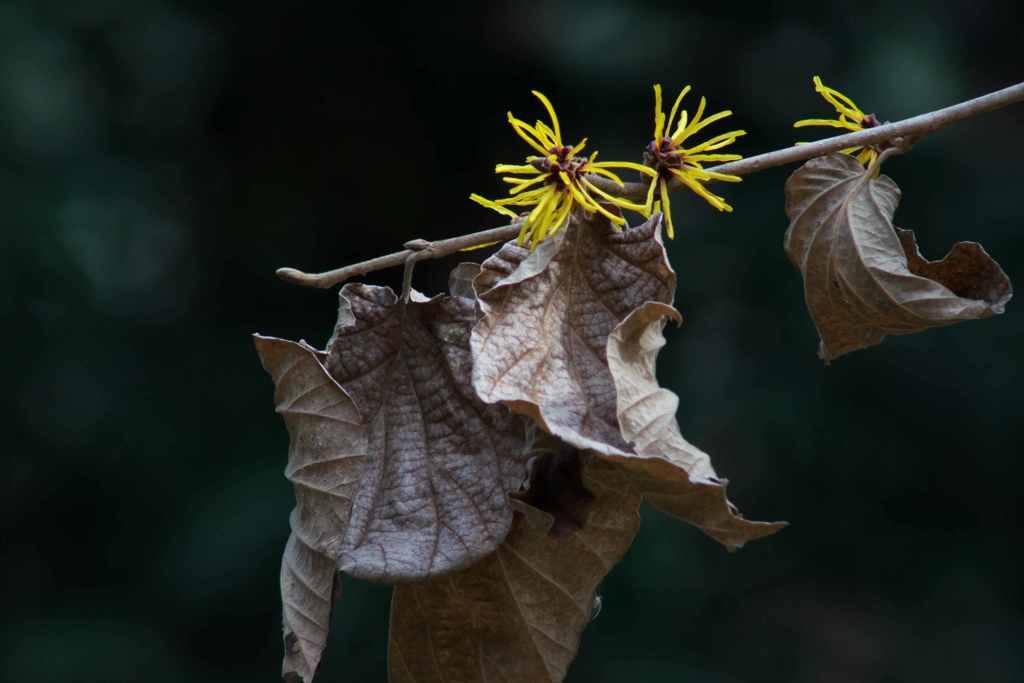 まんさくの花も見頃