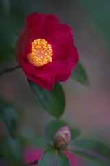 輝く花芯