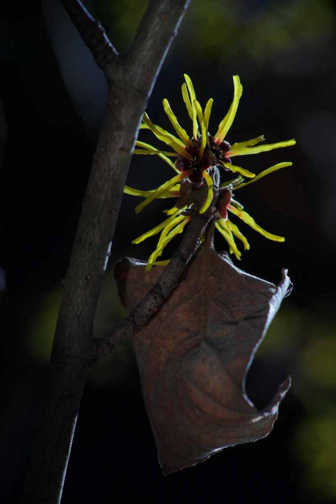 逆光のまんさくの花