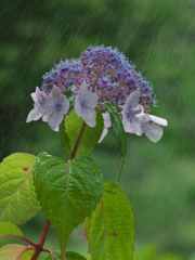 雨の紫陽花