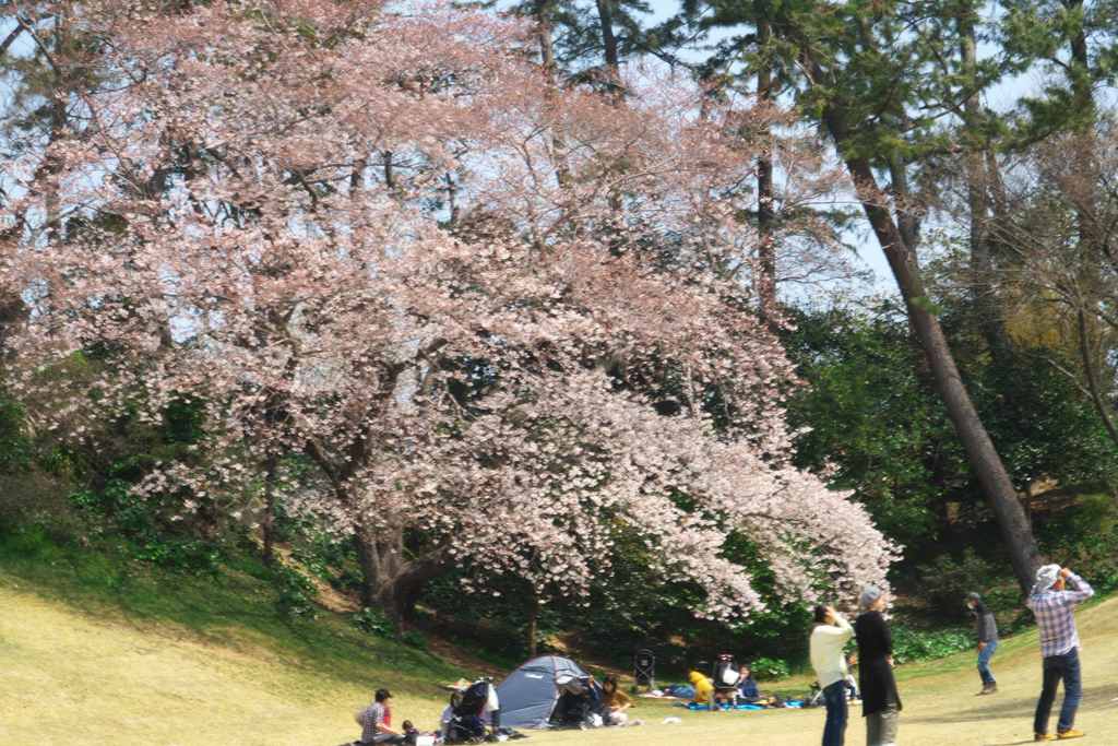 春の行楽
