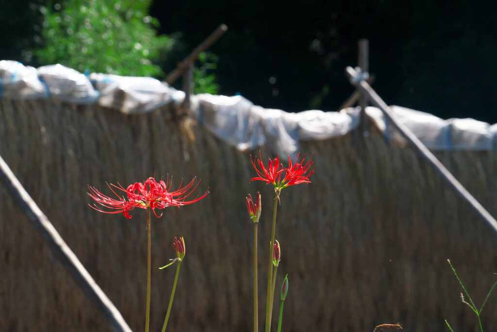 稲刈りの花
