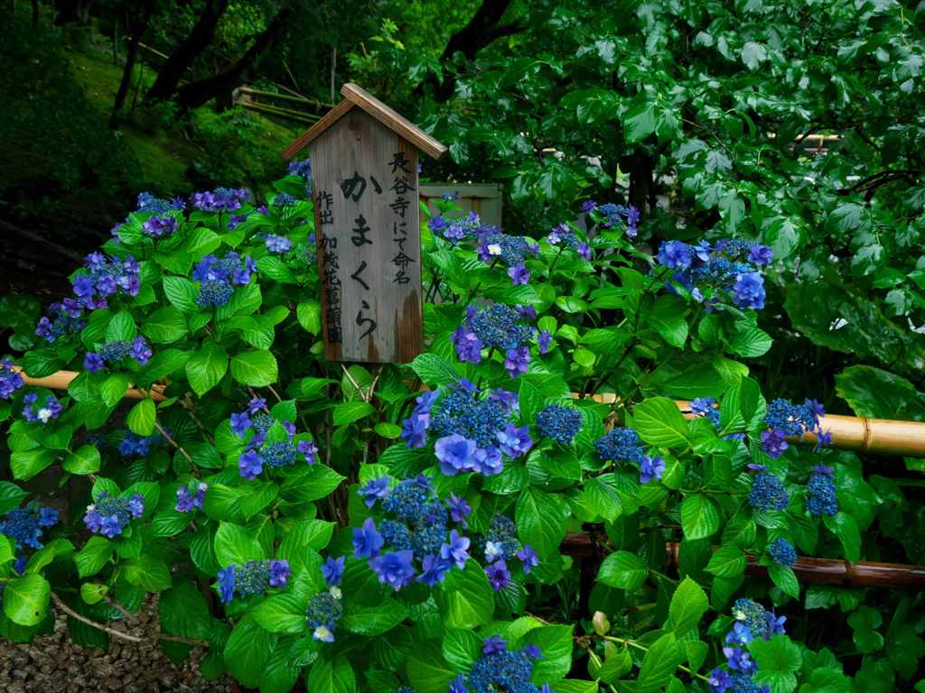 鎌倉