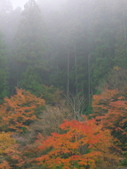 霧の紅葉