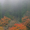 霧の紅葉
