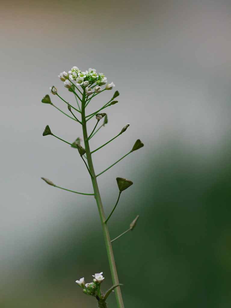 ペンペングサの春