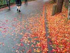 雨の紅葉