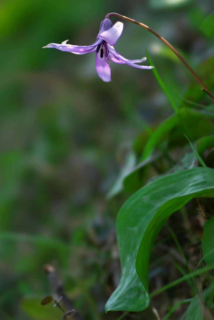 美人な花