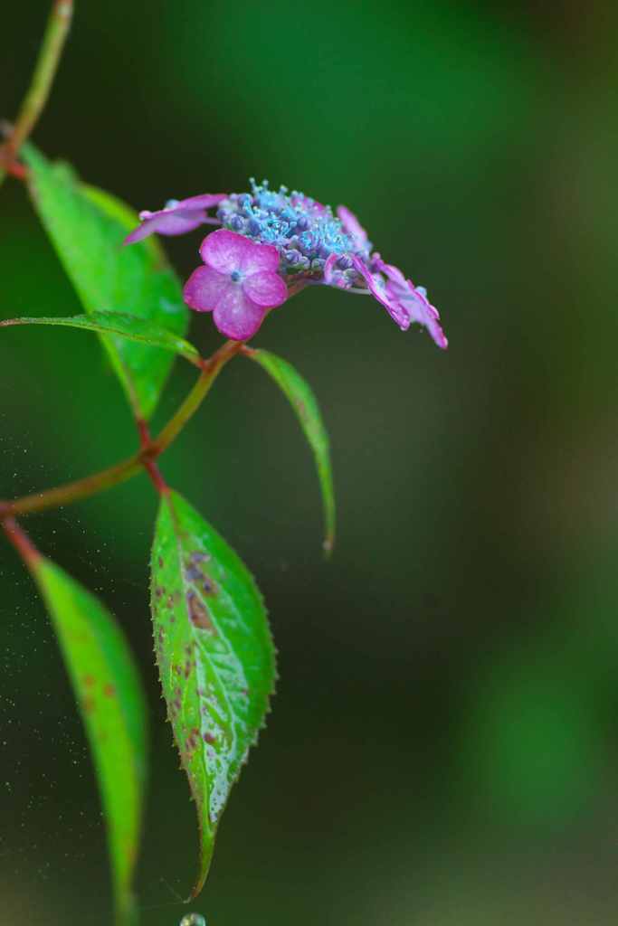 しっとり紫陽花