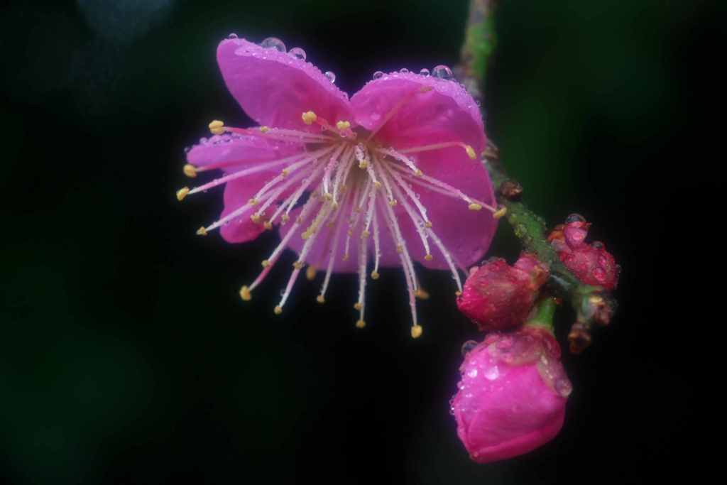 春雨に濡れて