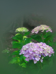 夢見る紫陽花