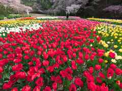 桜とチューリップ