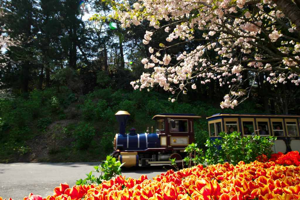 お花見列車