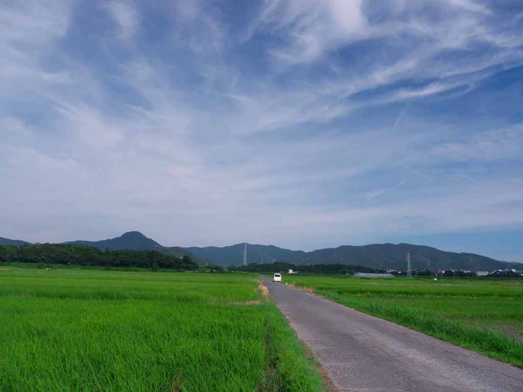 夏の水田