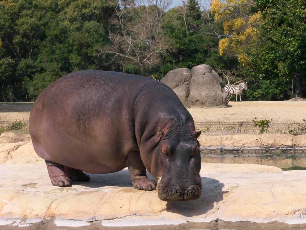 カバとシマウマ