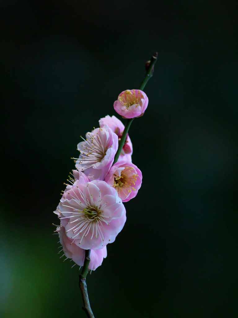 一枝に咲く