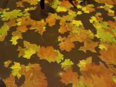 床の紅葉