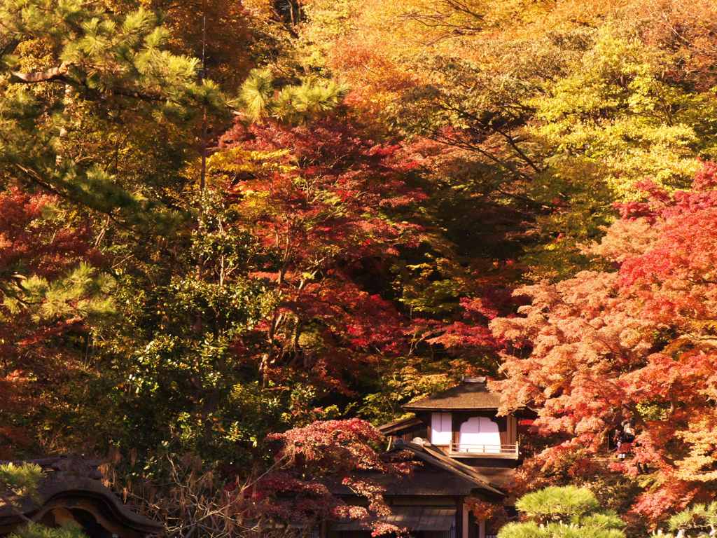 紅葉の日本家屋