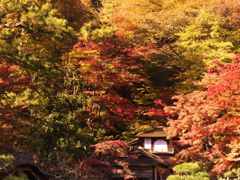 紅葉の日本家屋
