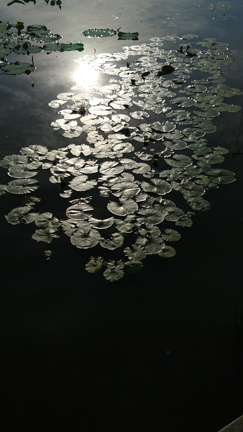 早朝の蓮田