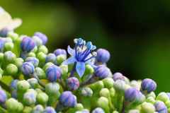 これが 紫陽花の お花です