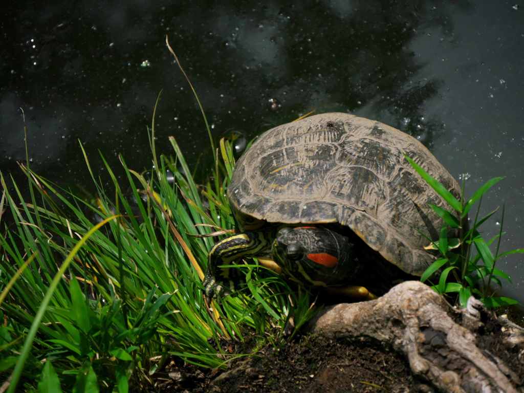 帝釈天にミドリガメ