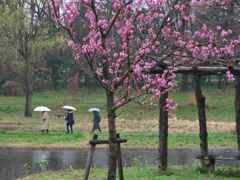 雨の桃園