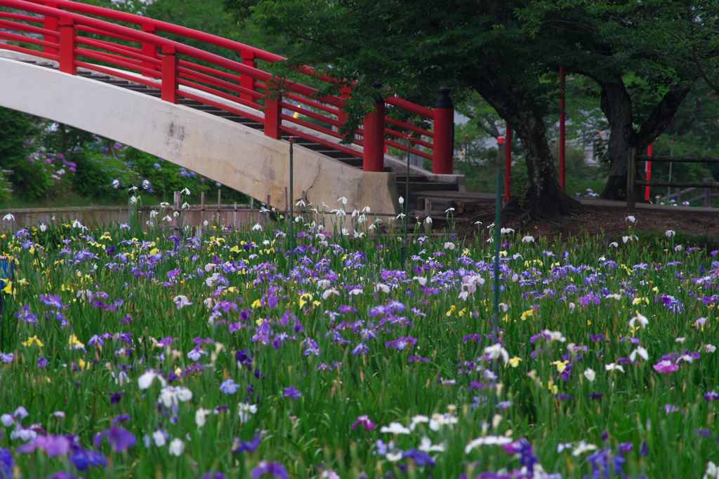 花菖蒲の季節