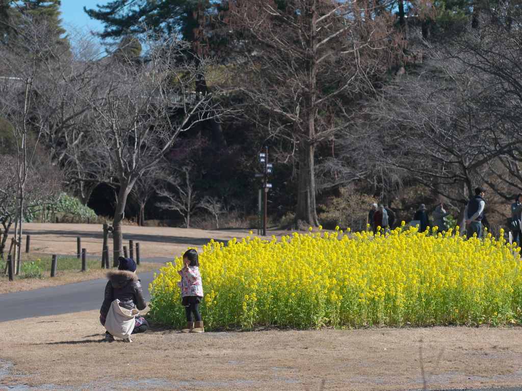 菜の花散歩