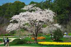 植物園の1本桜