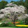 植物園の1本桜