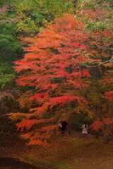 紅葉の下で