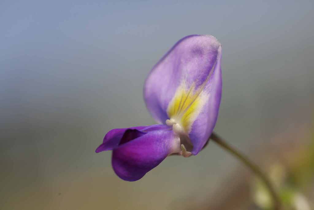 フジの花