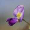 フジの花