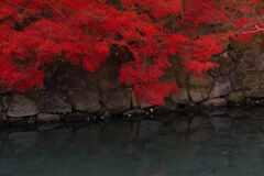 石垣と紅葉