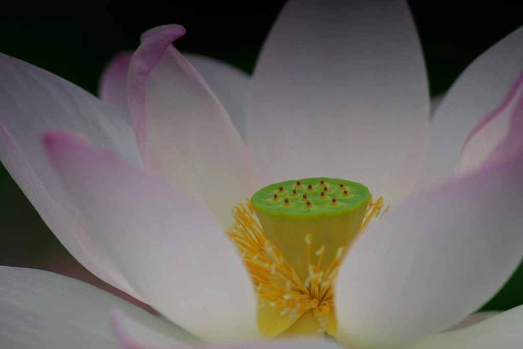 花の奥庭