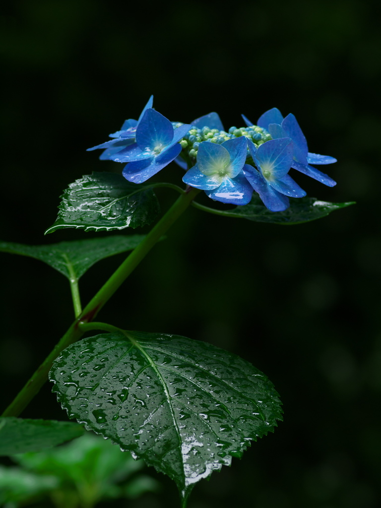 梅雨時