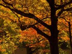 今年の紅葉