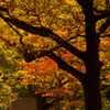 今年の紅葉