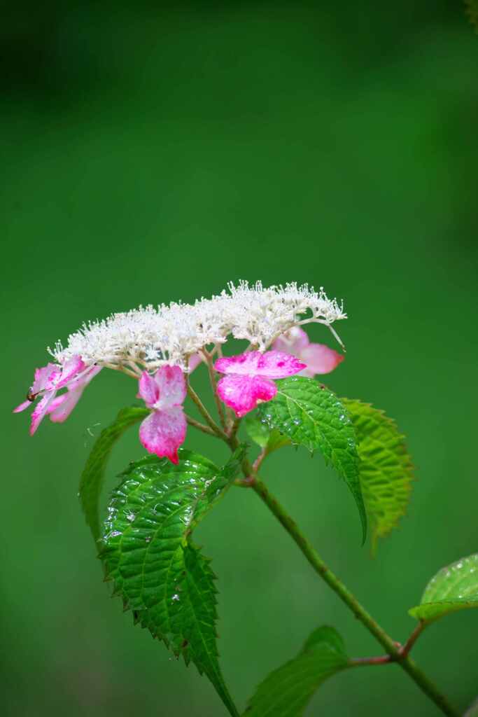 雨だれ紫陽花