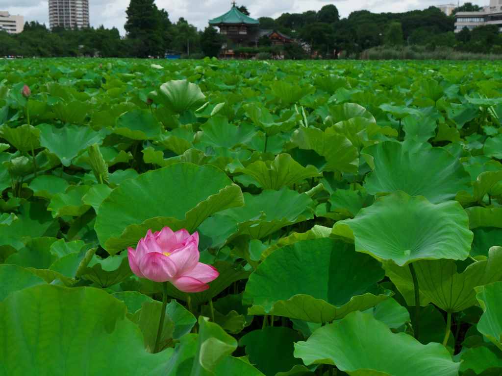 はす