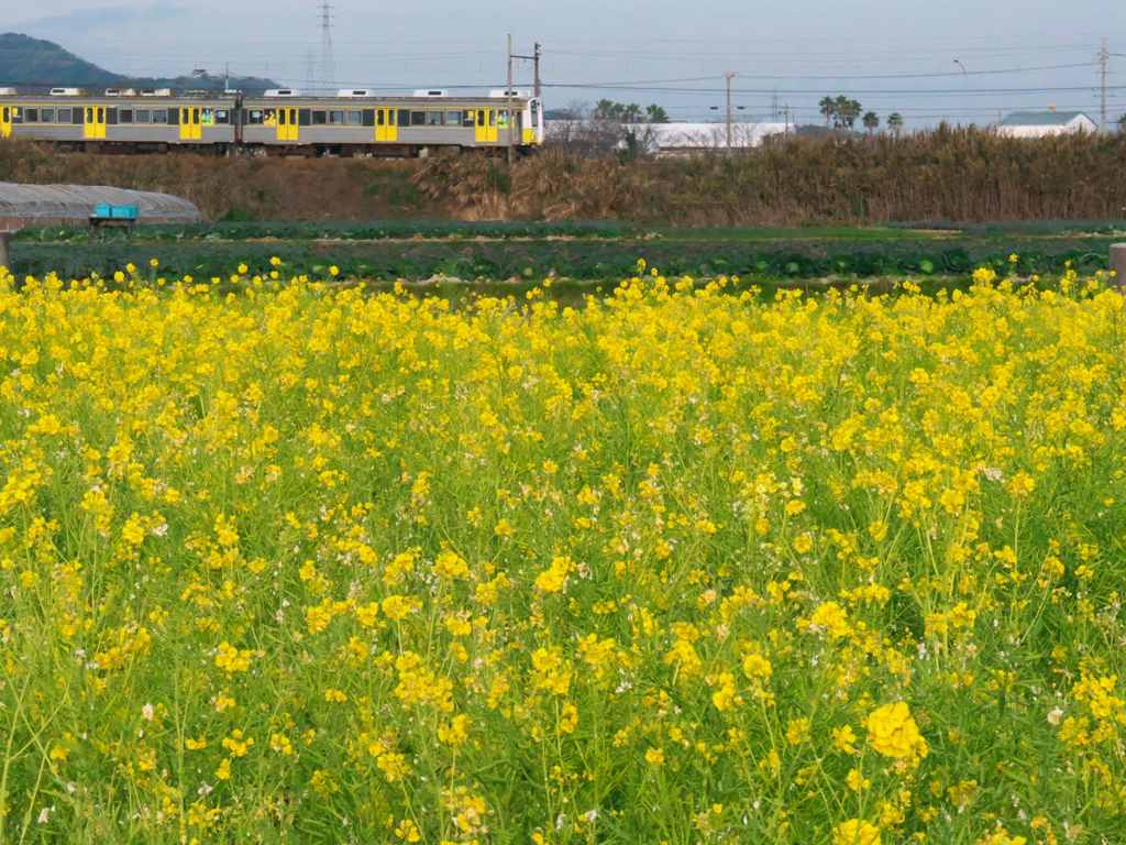 なのはな列車