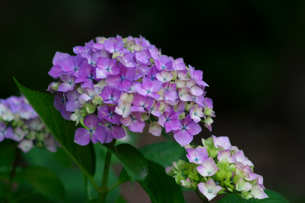 紫陽花の親子