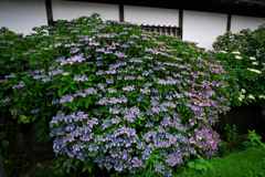 こんな大きな紫陽花見たことない