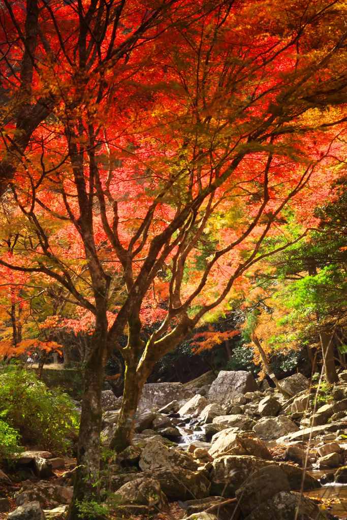 紅葉の渓