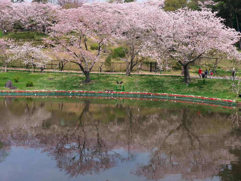 水面の桜