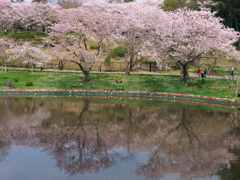 水面の桜