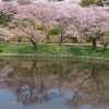 水面の桜