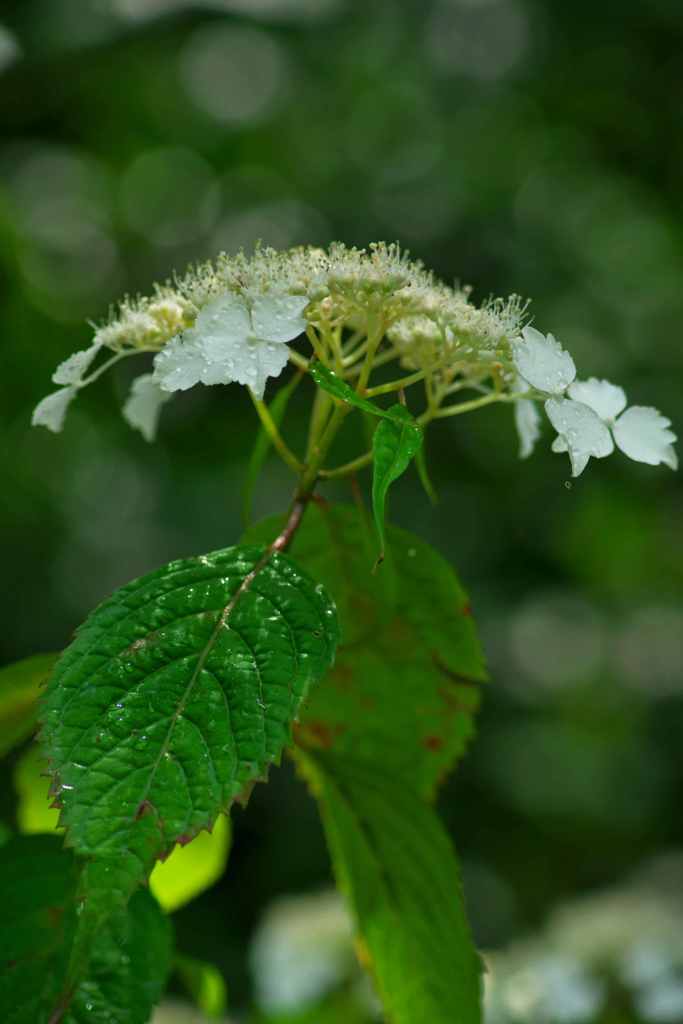 梅雨の花